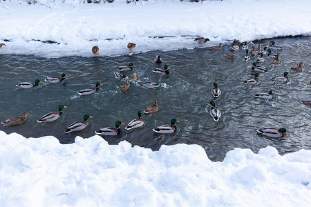 鸭子在河里游泳摄影照片_冬天，鸭子在城市公园的河里游泳。
