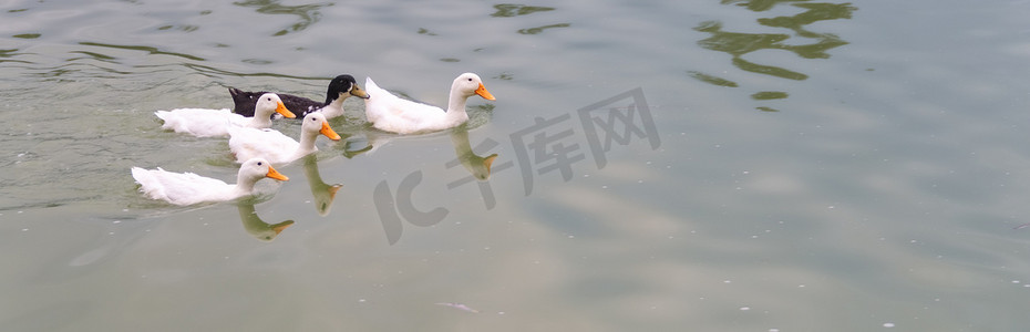 湖水鸟摄影照片_四只白鸭子和一只黑鸭子在湖里游泳。
