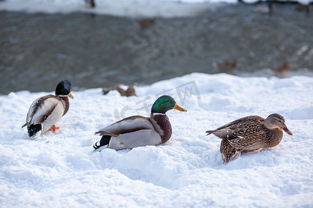 冬季公园里一只鸭子坐在雪地里的冬季肖像