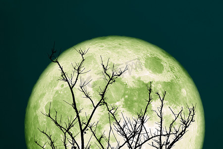 夜空中的超级绿鲟月亮和剪影树