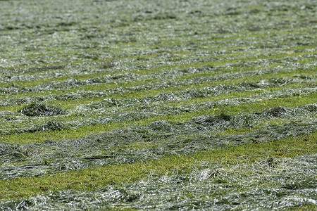 荷兰牧场上刚割下的草