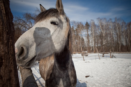冬季风景背景上美丽的马。