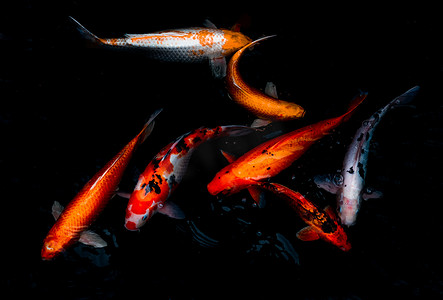 黑色鲤鱼摄影照片_阳光明媚的日子里，色彩缤纷的锦鲤鱼或锦鲤在鱼池里游泳，日本鱼类，许多色彩缤纷的图案。