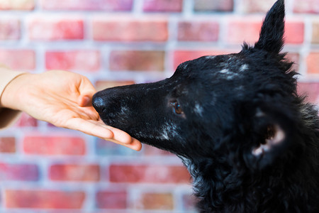 狗爪子摄影照片_男子握着狗的爪子，充满爱意地喂穆迪狗。