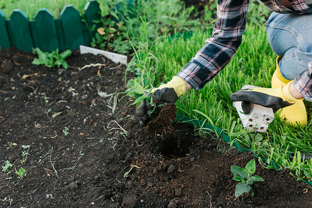 戴着手套的女园丁的手握着小苹果树的幼苗，准备将其种植在地里。
