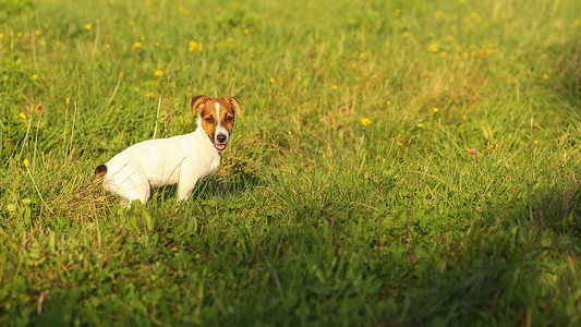 杰克罗素梗小狗在绿草地上，被午后的阳光照亮。