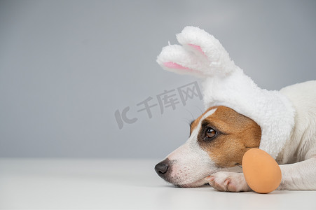 小兔子耳朵摄影照片_兔子耳朵里的杰克罗素梗犬躺在一个鸡蛋旁边。