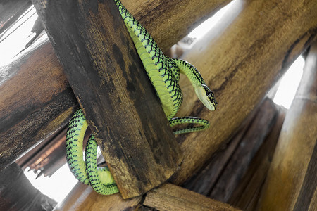 被蛇咬伤摄影照片_泰国帕岸岛竹屋顶上的蛇。