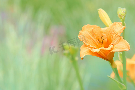 淡绿色背景中精致的橙黄色花剑兰
