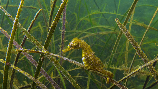 短吻海马（Hippocampus 海马）在海草大叶藻灌木丛中。