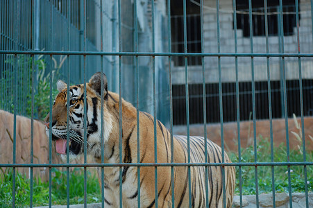 菲律宾南伊罗戈维甘巴鲁阿特动物园的老虎