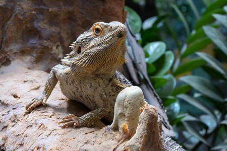 中央决策部署摄影照片_内陆胡须龙 Pogona vitticeps