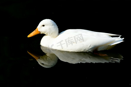 白鸭子
