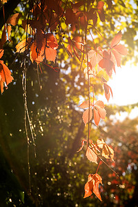 藤蔓摄影照片_野生藤蔓在秋季色彩的老墙上留下叶子