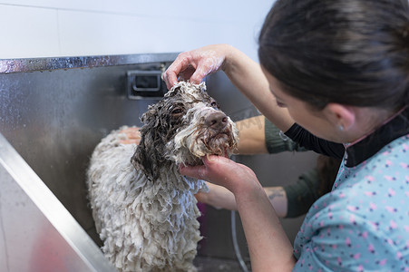 年轻女狗美容师在狗浴缸上给西班牙水狗洗澡