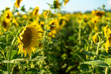 向日葵花在农业领域，种植向日葵进行生产。
