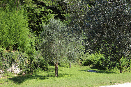 橄榄树林