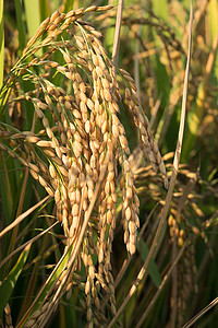 稻穗中的水稻种子关闭