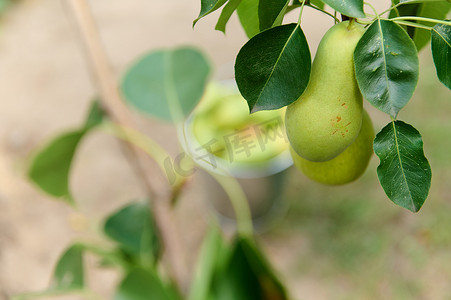 可持续资源摄影照片_有选择地将梨挂在果园的树枝上。