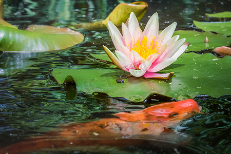 法国吉维尼水池上的睡莲花盛开和橙色鱼