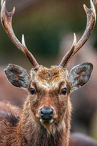 漂亮的鹿摄影照片_一张漂亮的红鹿巴克的肖像