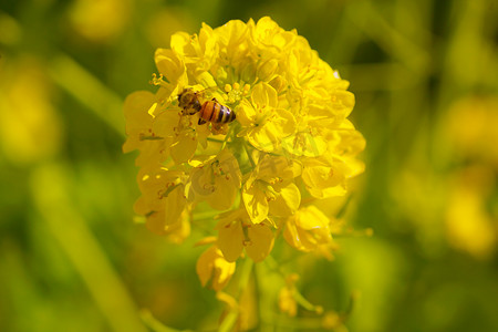 油菜花田蜜蜂摄影照片_蔬菜花和蜜蜂