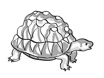 辐射龟濒危野生动物卡通单线画