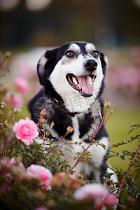 一只狗在粉红玫瑰中的肖像。