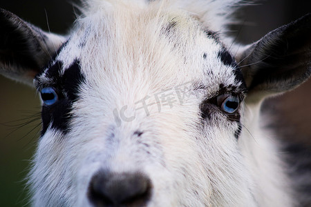 观察动物摄影照片_农场里的动物有牛、山羊、马等。