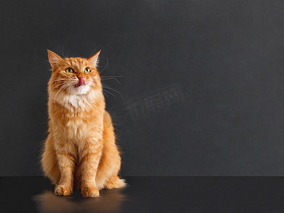 可爱的姜猫，脸上表情真棒，像狮子一样