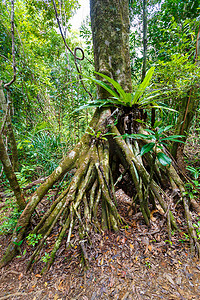 马达加斯加马苏阿拉国家公园的雨林