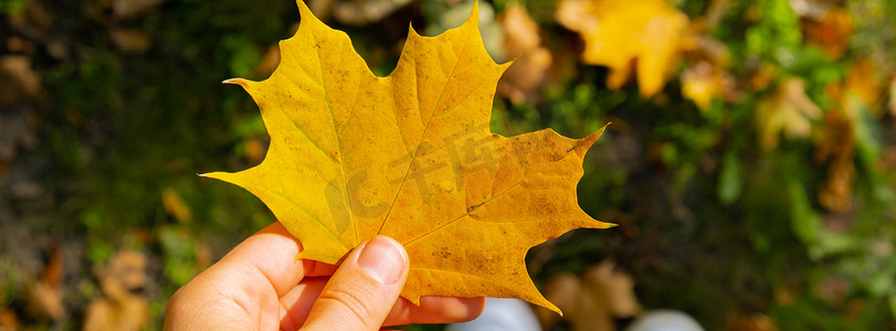 手拿核心摄影照片_女人拿着秋天的枫叶黄叶在秋天的自然旁边。