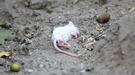 老鼠上灯台摄影照片_一只白色死老鼠
