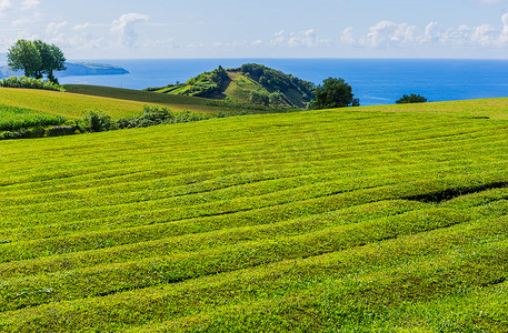 查戈雷纳茶厂