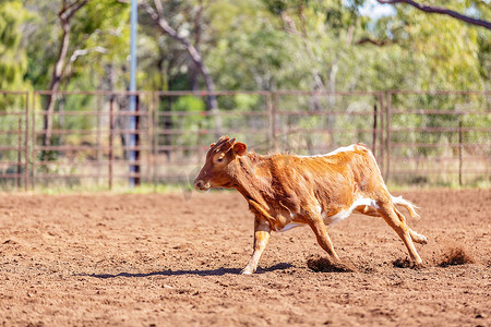 奔跑的牛摄影照片_澳大利亚乡村牛仔竞技表演中奔跑的小牛