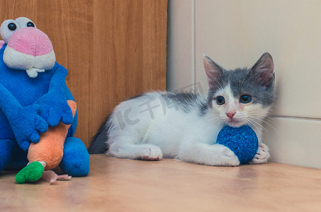 有趣的小猫和玩具蓝兔