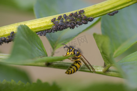 黄蜂坐在叶子上，啃食蚜虫的蜜露