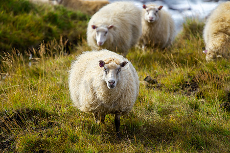 冰岛羊在海洋附近的草地上吃草，这是纯北大自然中的一群家畜。