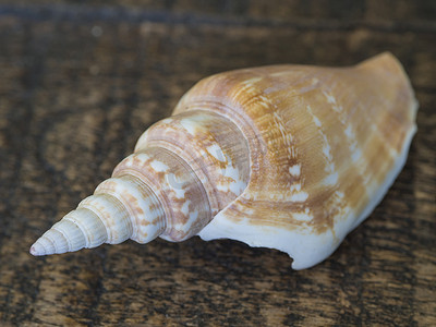 棕色木桌上的白色橙色海蜗牛壳特写