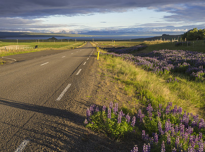 沥青路曲线通往海岸海岸，穿过乡村北部景观，绿草和紫色羽扇豆（羽扇豆）花，日落戏剧性的天空云，冰岛西部，复制空间