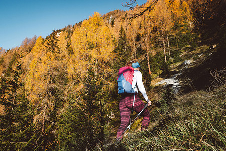 阳光明媚的秋日，女登山者徒步上山，穿过秋林的后景