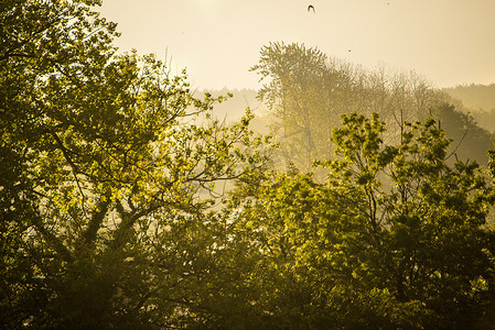 有雾和鸟的早晨心情