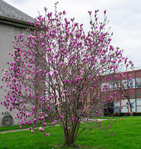 宾夕法尼亚州郊区新修剪的草坪上的一棵粉红色小樱花树