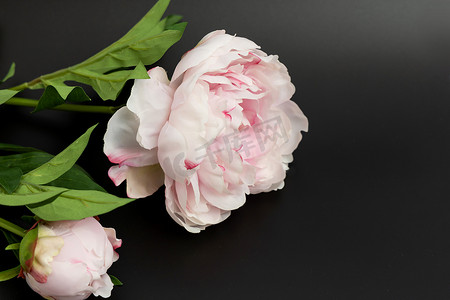 玫瑰花黑色摄影照片_黑色背景上孤立的人造粉红色牡丹花