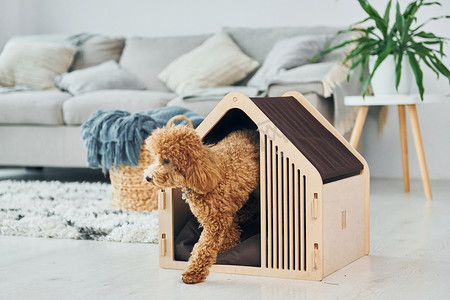 可爱的小贵宾犬小狗与宠物摊位室内现代家庭房间。