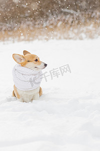 一只可爱的柯基犬戴着白色围巾在寒冷的早晨行走的肖像。寒冷的雪。冬天森林里一只小狗的肖像。