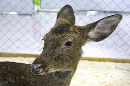 动物园围栏内一只年轻雌性梅花鹿的特写。