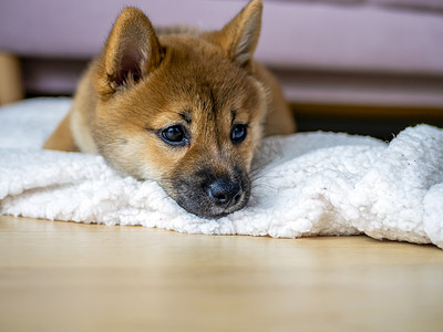 可爱的柴犬小狗的肖像。