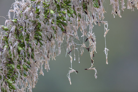 雨落在龙舌兰植物的大种子荚上