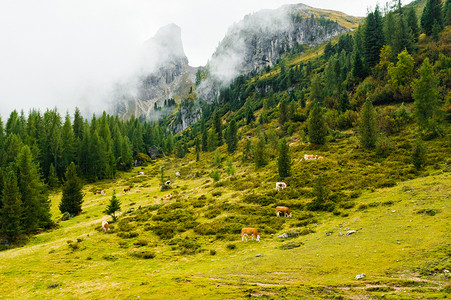 牛羊在山上牧场茂盛的青草上心满意足地吃草。
